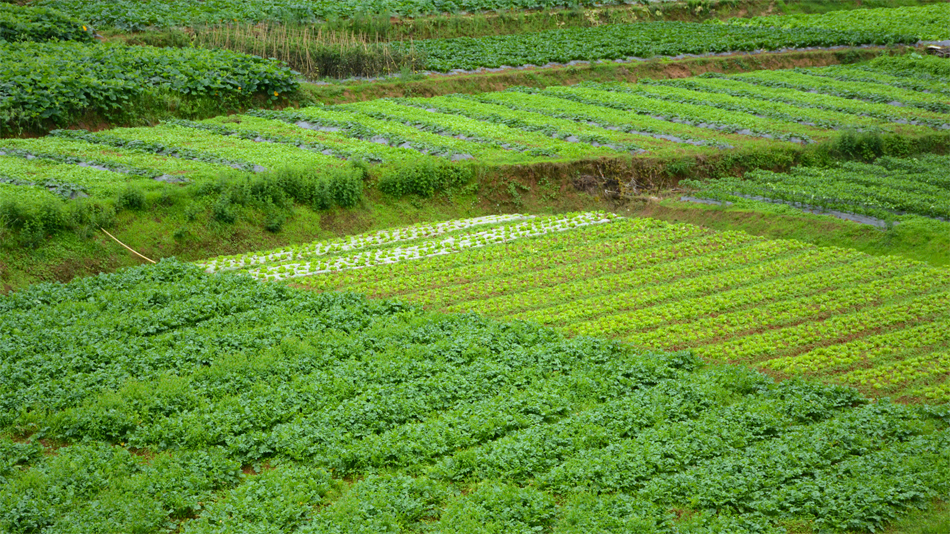 彝福农田,云南省峨山县上迭若传统农业种植基地